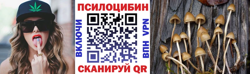 кракен как войти  Щигры  Галлюциногенные грибы Psilocybine cubensis 